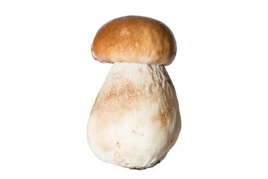 Fresh forest mushroom boletus with a thick mushroom leg and wet cap on a white background