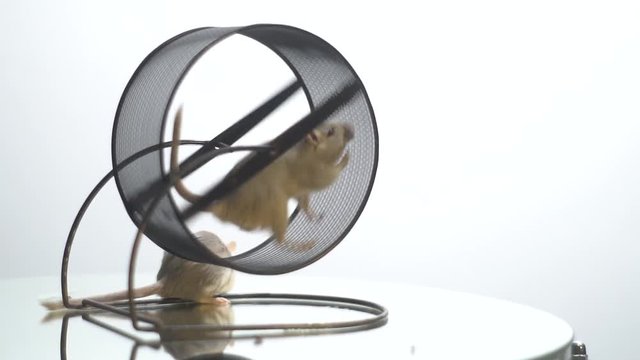 White mice run alternately in the running wheel, slow motion