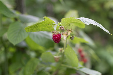 Branch with red raspberries on sunny  summer day