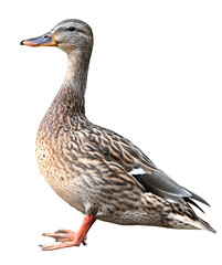 Female Mallard with clipping path, standing in front of isolated on white background