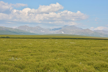 Fototapeta premium Tundra in the Polar Urals and the Main Ural Range.