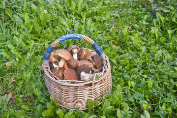 Full basket of mushrooms. The result of the successful collection of edible mushrooms in autumn forest.