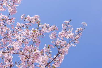 満開の桜