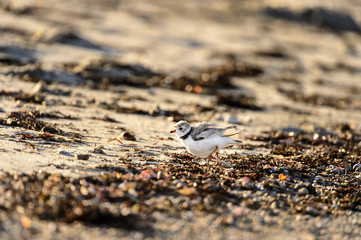 Piping Plover highstepping across beach
