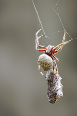 Orb-weaver Spider