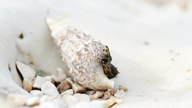 Hermit crab walking on beach