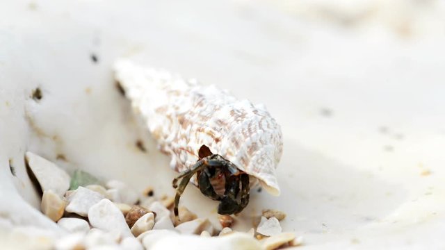 Hermit crab walking on beach