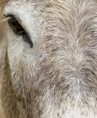 A Macro View of a Donkey's Face