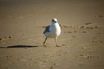 Bird in the beach