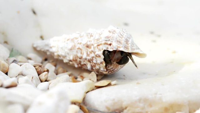 Hermit crab walking on beach