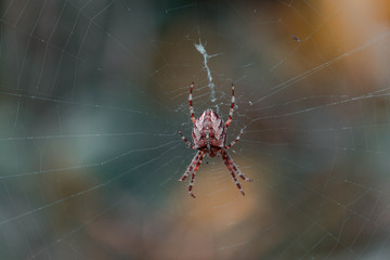 Spinnennetz