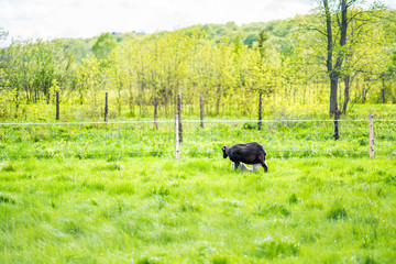 White lamb drinking milk from black sheep mother on green grass pasture field by forest at Ile D'Orleans, Quebec, Canada