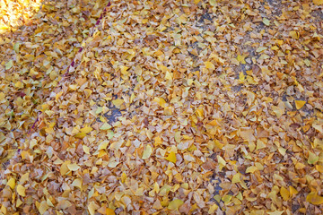 Dry gingko leaves.