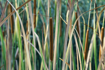 Green reeds