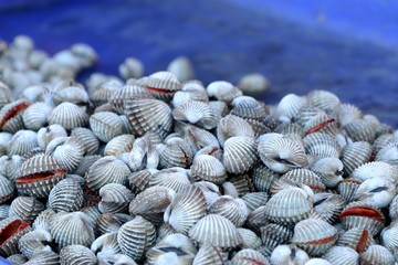 Cockle at street food