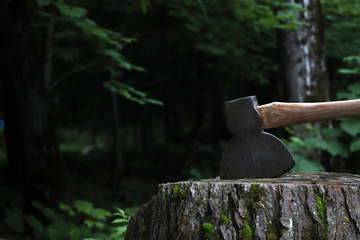 Old Rustic Axe Head Buried Deep in Old Tree Stump in the Woods