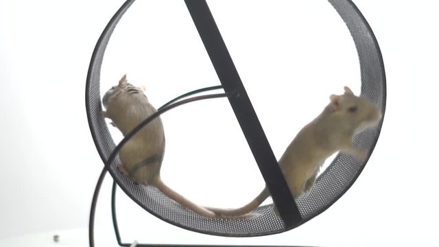 Two white mice sniff the running wheel and simultaneously climb out from it