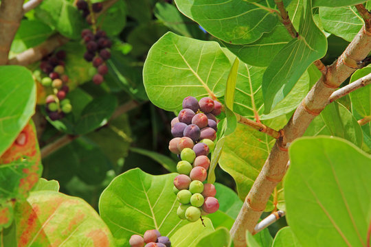 Close up view of ripening sea grape cluster in Antigua Barbuda Lesser Antilles, West Indies, Caribbean.