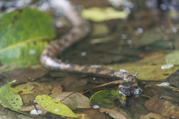 Mountain Pit Viper, wild snake