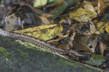 Mountain Pit Viper, wild snake