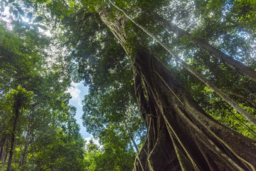 A picture of a large tree in a tropical forest that shows the abundance of forest.