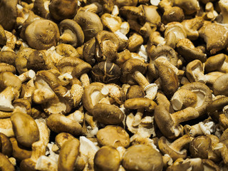 dried mushrooms