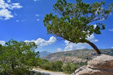 Tree Atop Mt Lemmon
