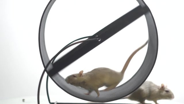 The pet mouse runs in the running wheel and in the background there is one more mouse