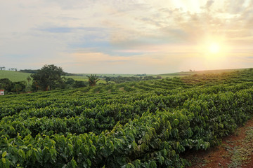 Fototapeta na wymiar Plantation - Sundown on the coffee plantation landscape