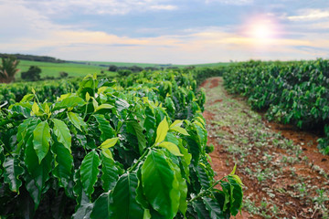 Plantation - Coucher de soleil sur le paysage de la plantation de café