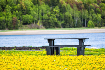 Field of yellow dandelion flowers, grass by Saint Lawrence river in La Malbaie, Quebec, Canada in...