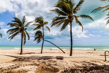 Fototapeta na wymiar A Fallen Palm tree after hurricane Irma.