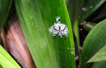 Spider in web - green flora background