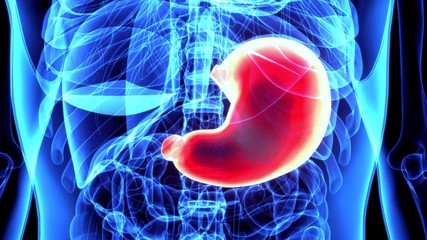 3d illustration of human body stomach anatomy