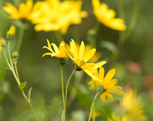 Rudbeckia yellow flower
