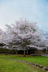 Hanami. Cherry Blossom season. Tokyo. Japan.