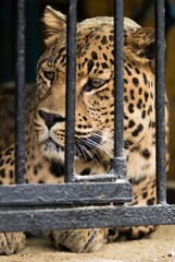 leopard in a cage
