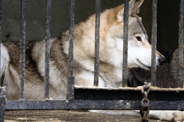 wild animal wolf in a cage