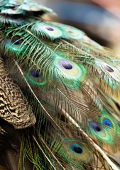colorful peacock feathers