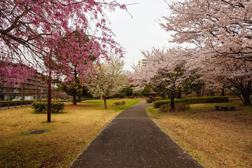 Hanami. Cherry Blossom season. Tokyo. Japan.