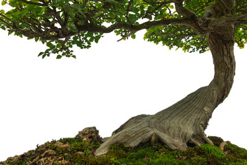 Tronc d& 39 arbre sur sol couvert de mousse, bonsaï miniature sur fond blanc.