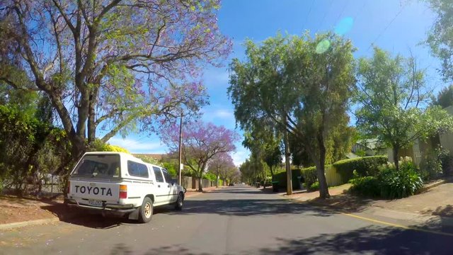Jacaranda purple flowering tree lined streets of springtime Adelaide