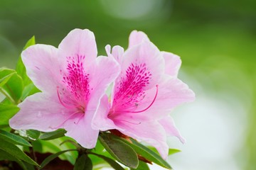 雨あがりのツツジ