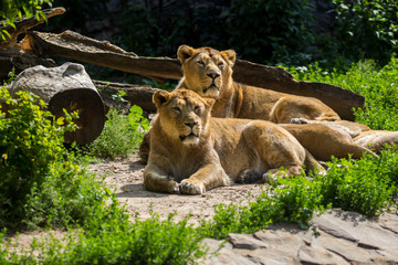 Fototapeta na wymiar lion pride rests after hunting