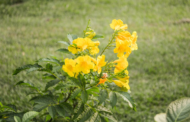 Yellow Flowers in Garden