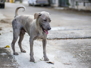 Street dog, Thai breed