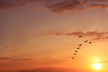 Autumn or spring migration of birds