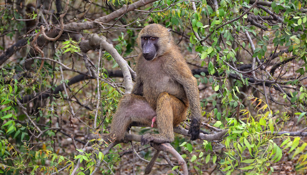 Monkey in a bush. Baboon sits on a tree. African wildlife. Close up. Amazing image of a wild animal in natural environment. Awesome portrait of olive baboon.