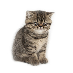 Kitten of breed a exotic shorthair on a white background.