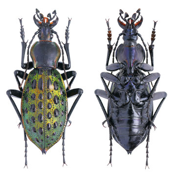 Carabus (Coptolabrus) augustus